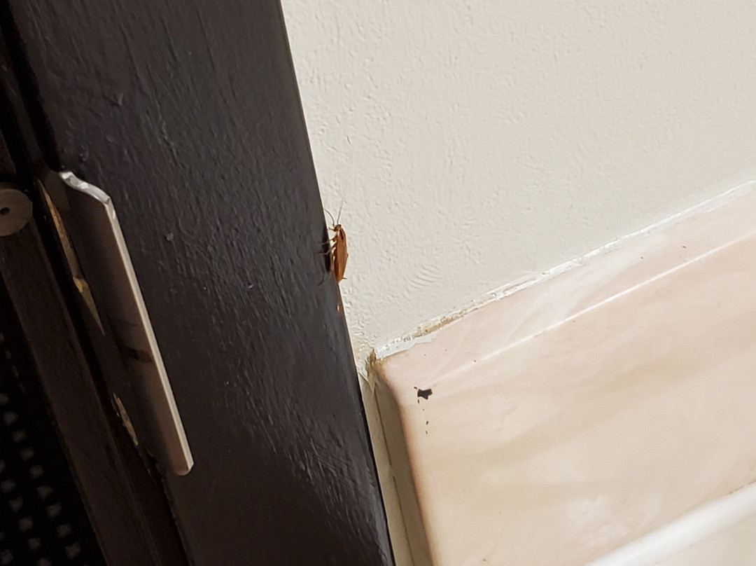 Quality Inn Midway主图