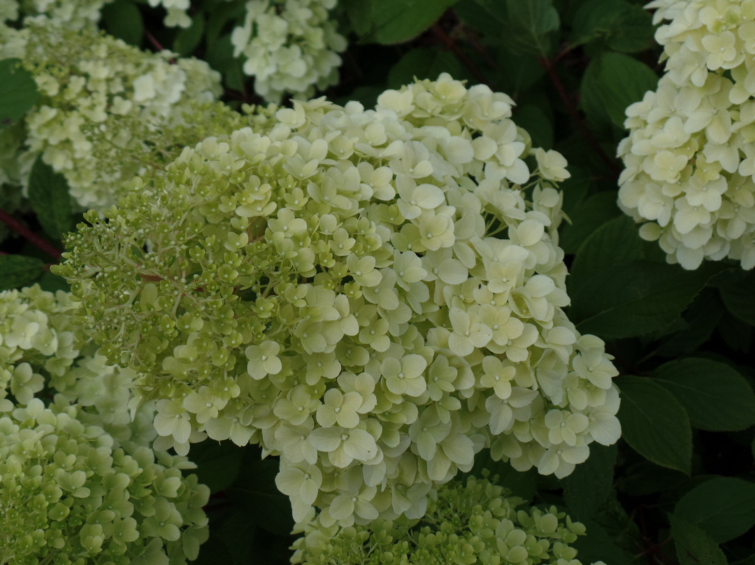 Derby Hydrangeas-德比必去景点