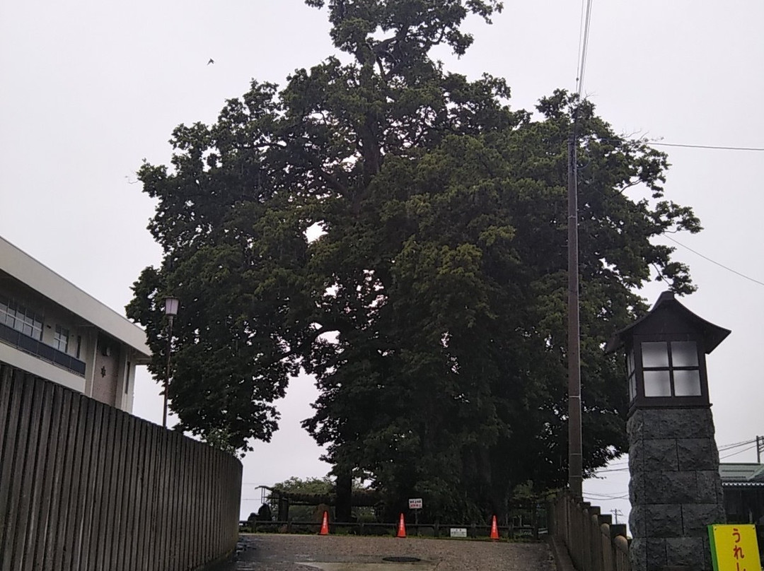 Big Zelkova of Higashine-东根市必去景点