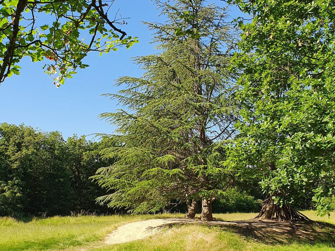 Forêt de Bouconne景点图片