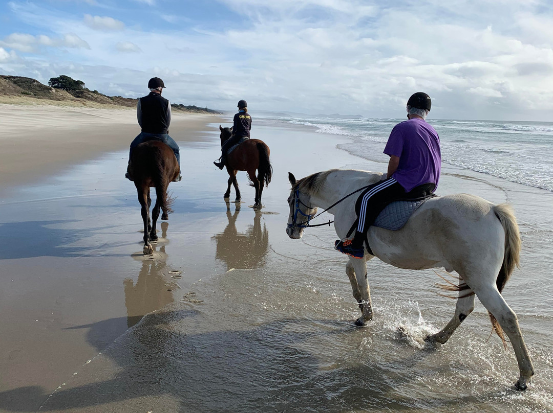 Pakiri Beach Horse Rides - Day Tours-韦尔斯福德必去景点