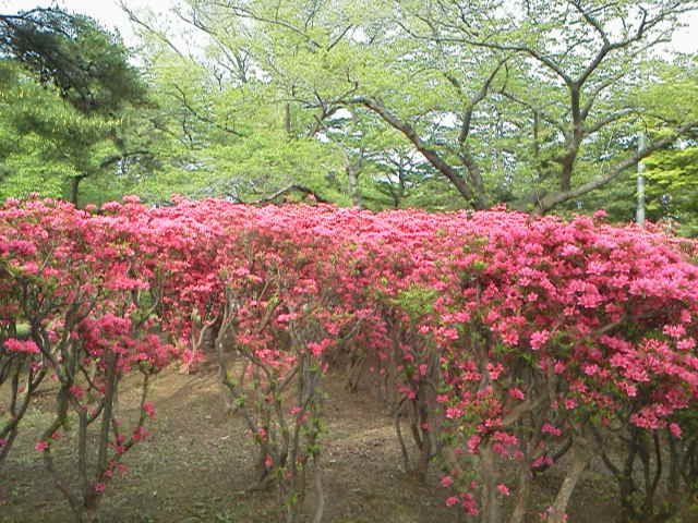 Gappo Park-青森市必去景点