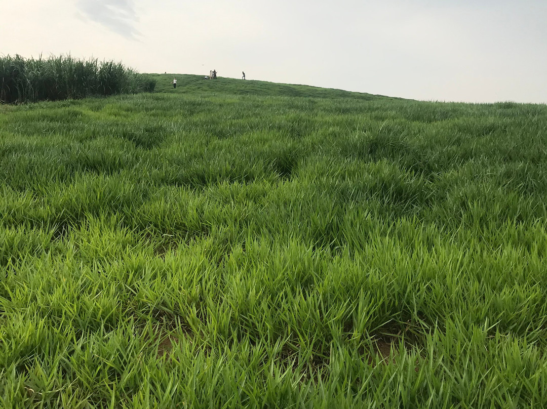 Moc Suong Tea Hill-Moc Chau必去景点