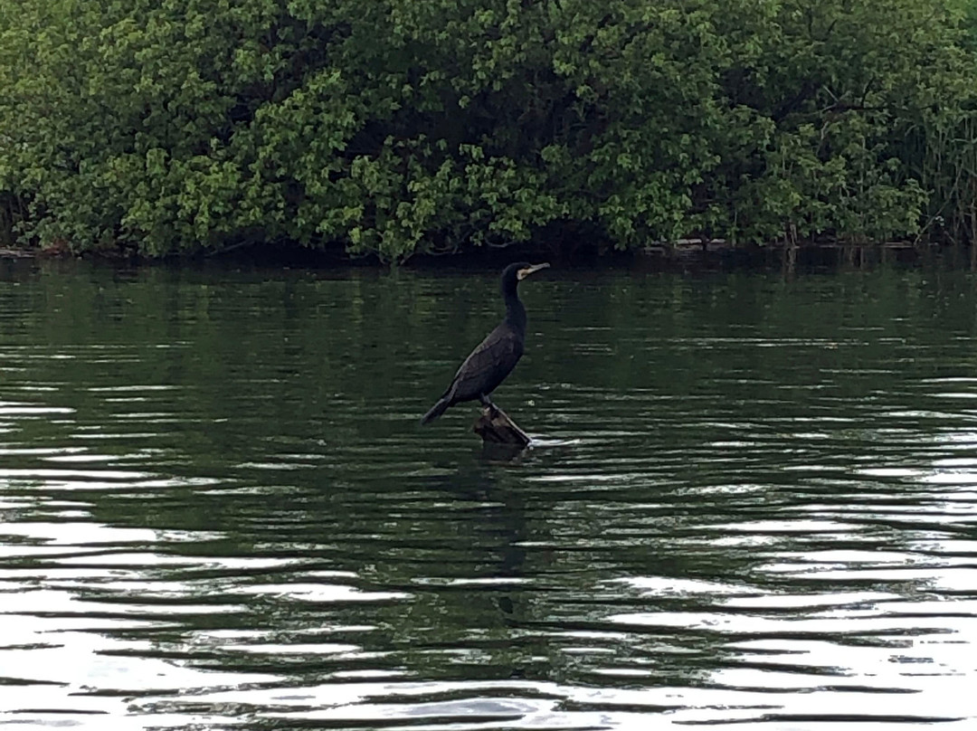 Yagiri-no-Watashi Boat-松户市必去景点
