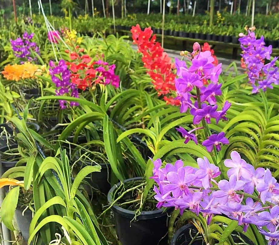 United Malaysian Orchids Sdn Bhd-万挠必去景点