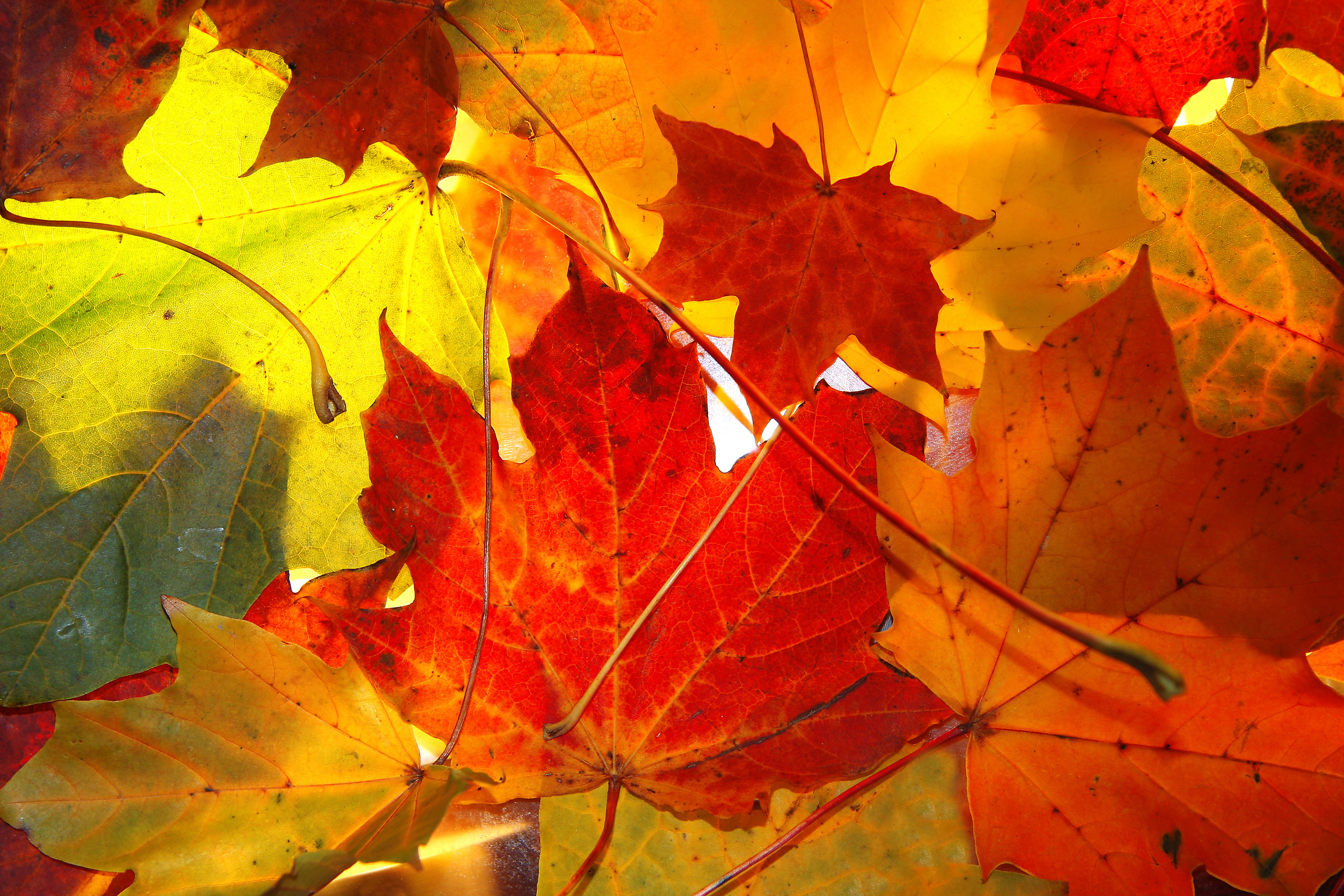 Chinar Family Resort-官方