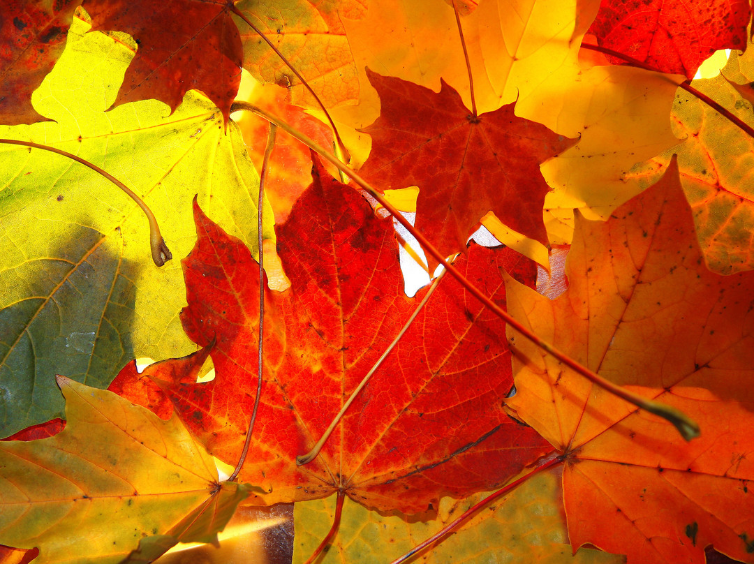 Chinar Family Resort主图