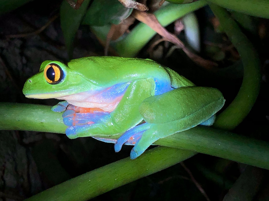 Ranario Monteverde Frog Pond景点图片