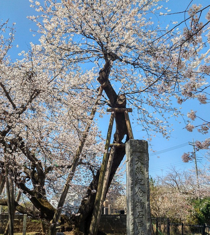 Ishitokaba Sakura-北本市必去景点