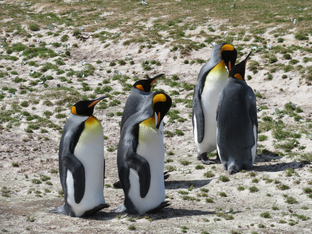 Saunders Island景点图片