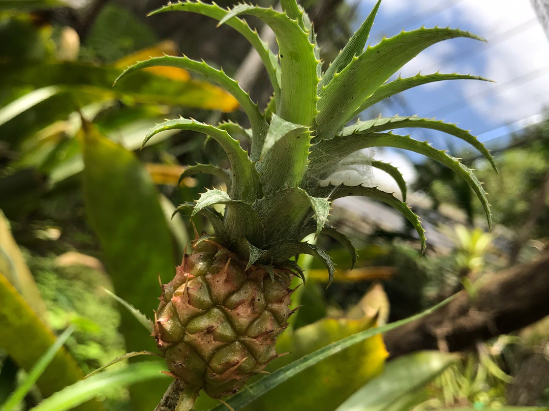 Reserva Betary-伊波兰加必去景点