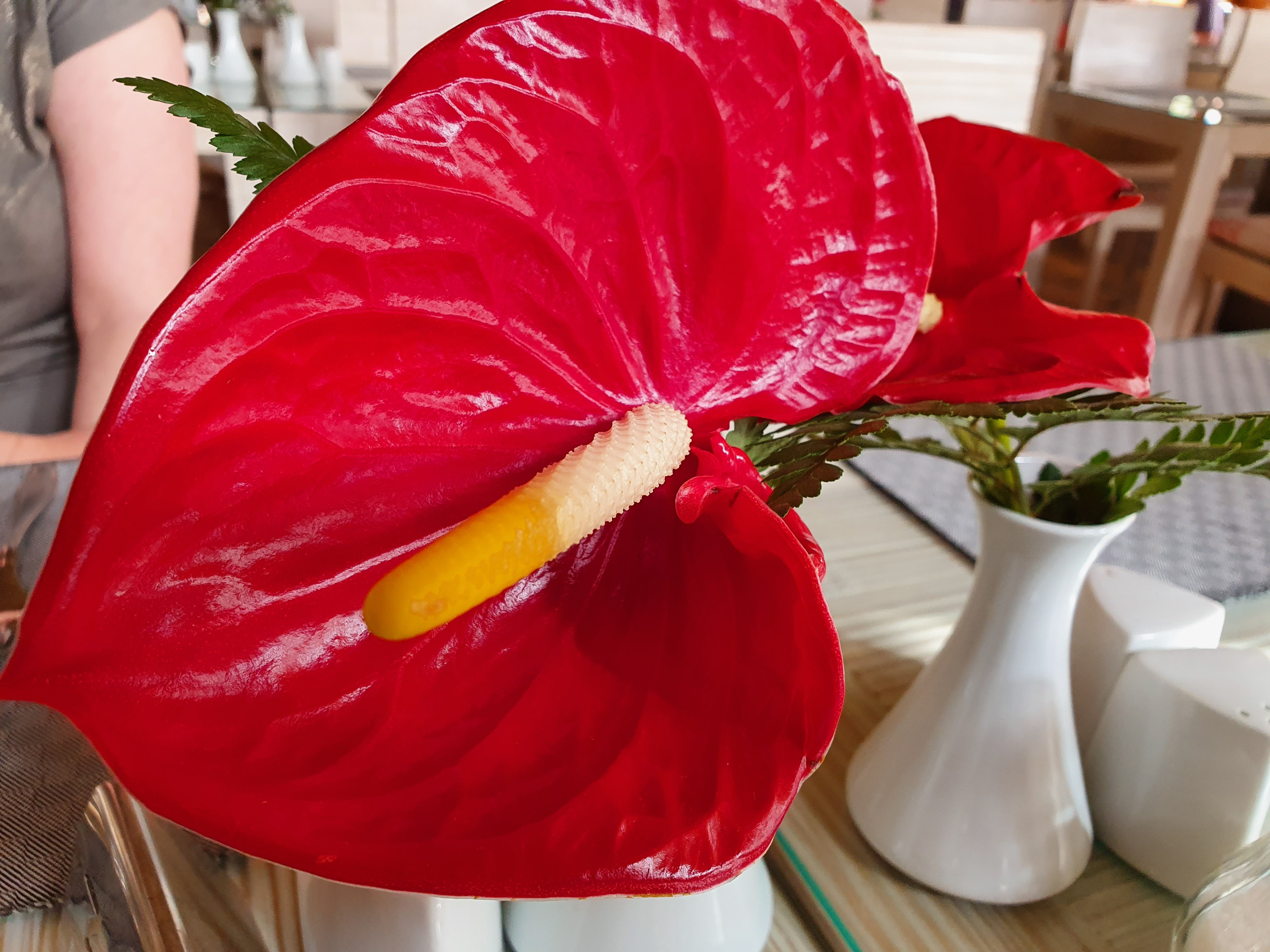 Hotel Parque Tropical-餐饮