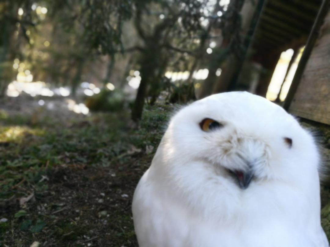 Wildpark Wildbichl-库夫石必去景点