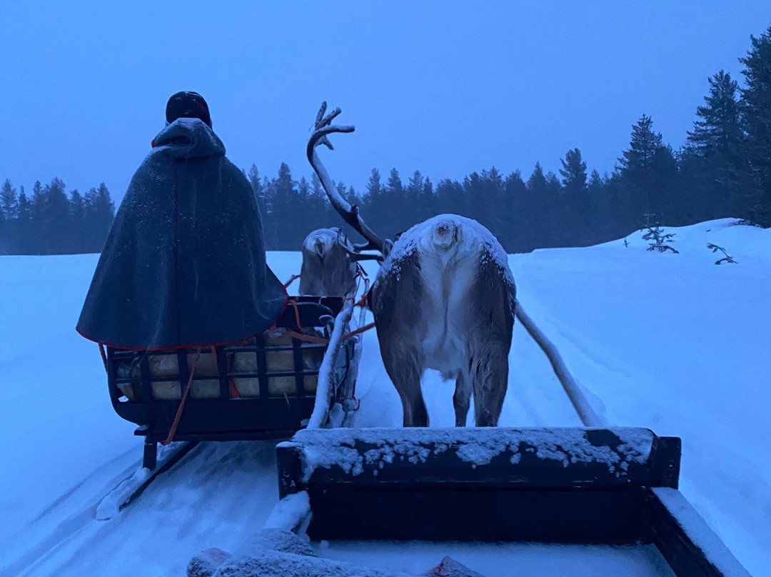 Jaakkola Reindeer Farm景点图片