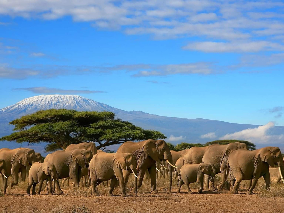 Enchorro Tours and Safaris景点图片
