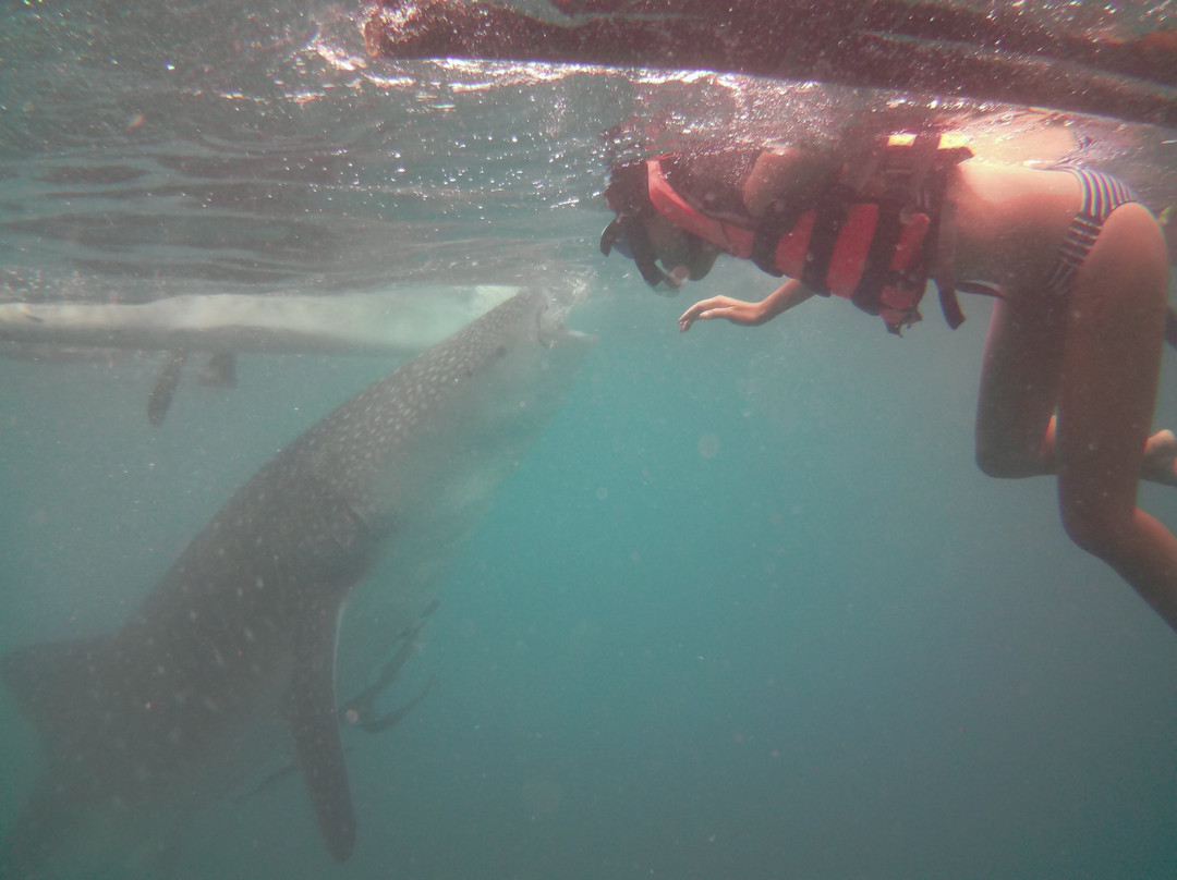 George Whalesharks Tour Services-奥斯洛布必去景点