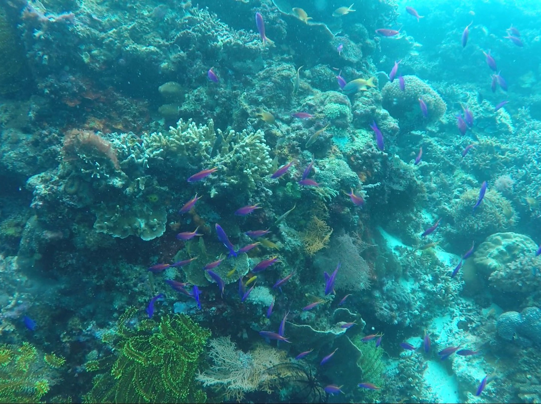 GoDeep Philippines - Diving Center-塔拉瓦环礁必去景点