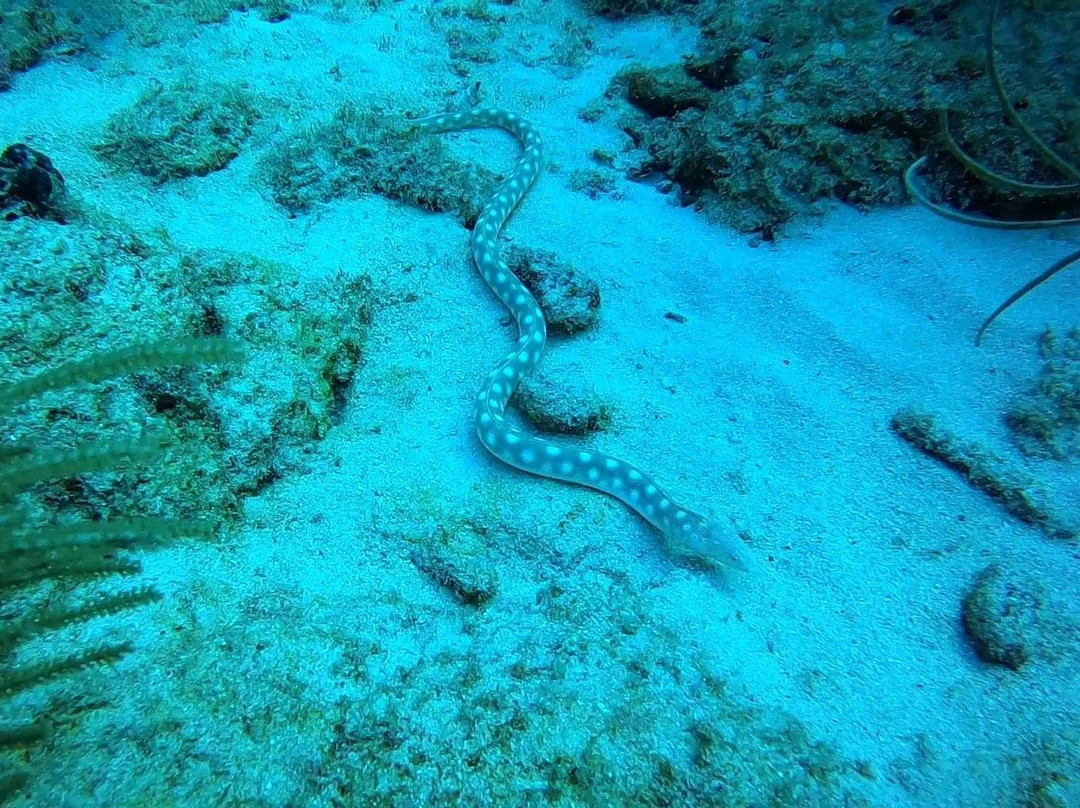 Seahorse Divers Barbados-奥伊斯廷斯必去景点