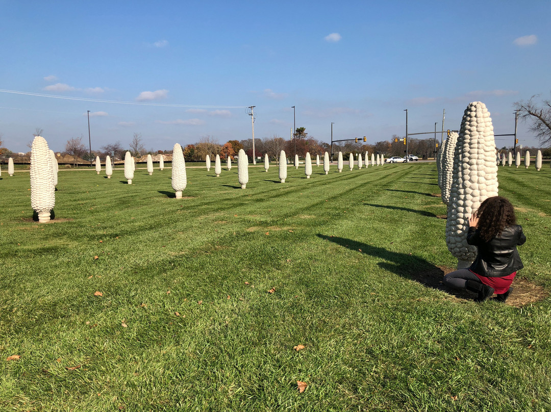 Field of Giant Corn Ears-都柏林必去景点