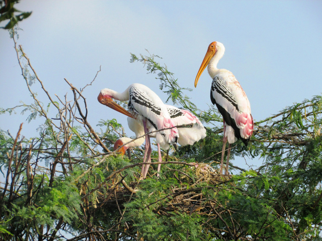 Koonthankulam Bird Sanctuary景点图片