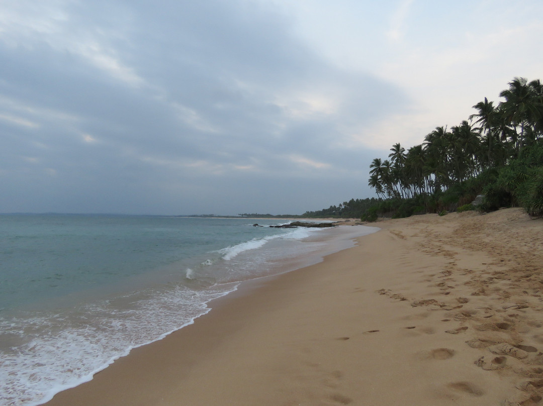 Turtle Paradise主图