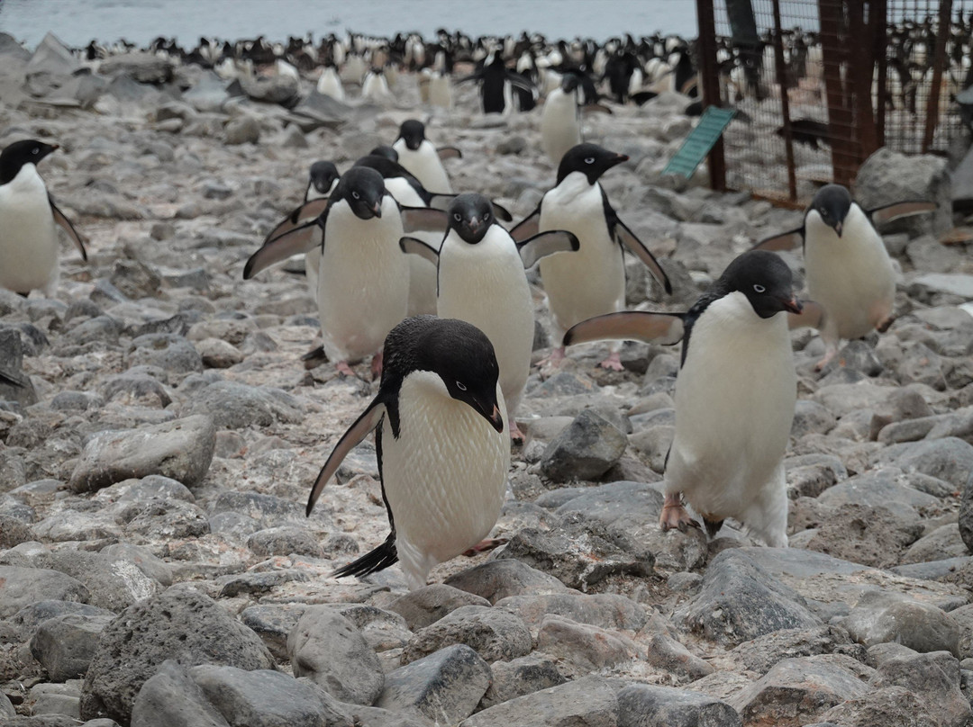 Paulet Island-Antarctic Peninsula必去景点