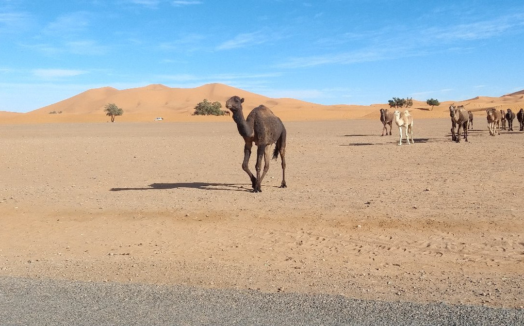 Erg Chebbi Dunes景点图片