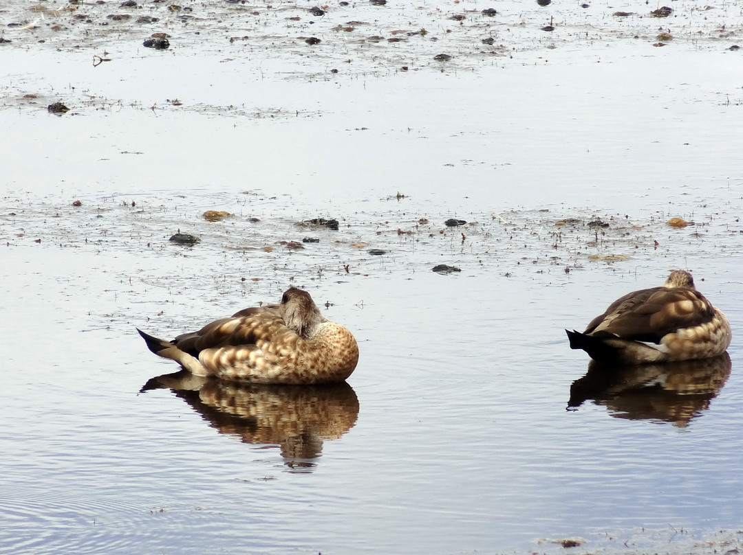 Parinacota Volcano-Putre必去景点