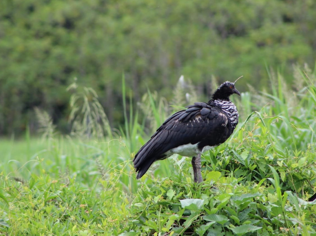 Samiria Expeditions-伊基托斯必去景点