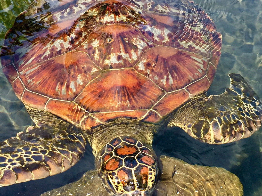 Swimming with Turtles-萨瓦伊岛必去景点