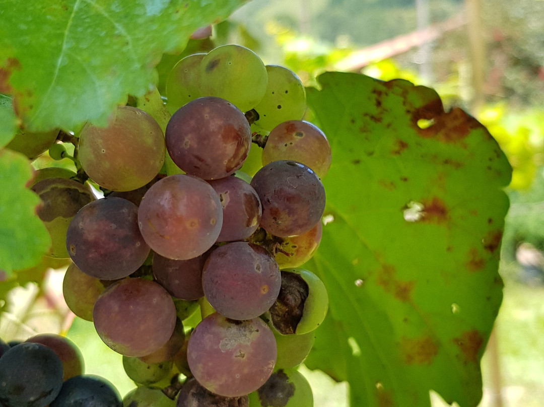 Vinicola Bella Aurora-Sao Roque必去景点