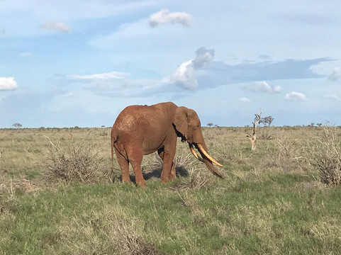 Ogutu Safari-马林地必去景点