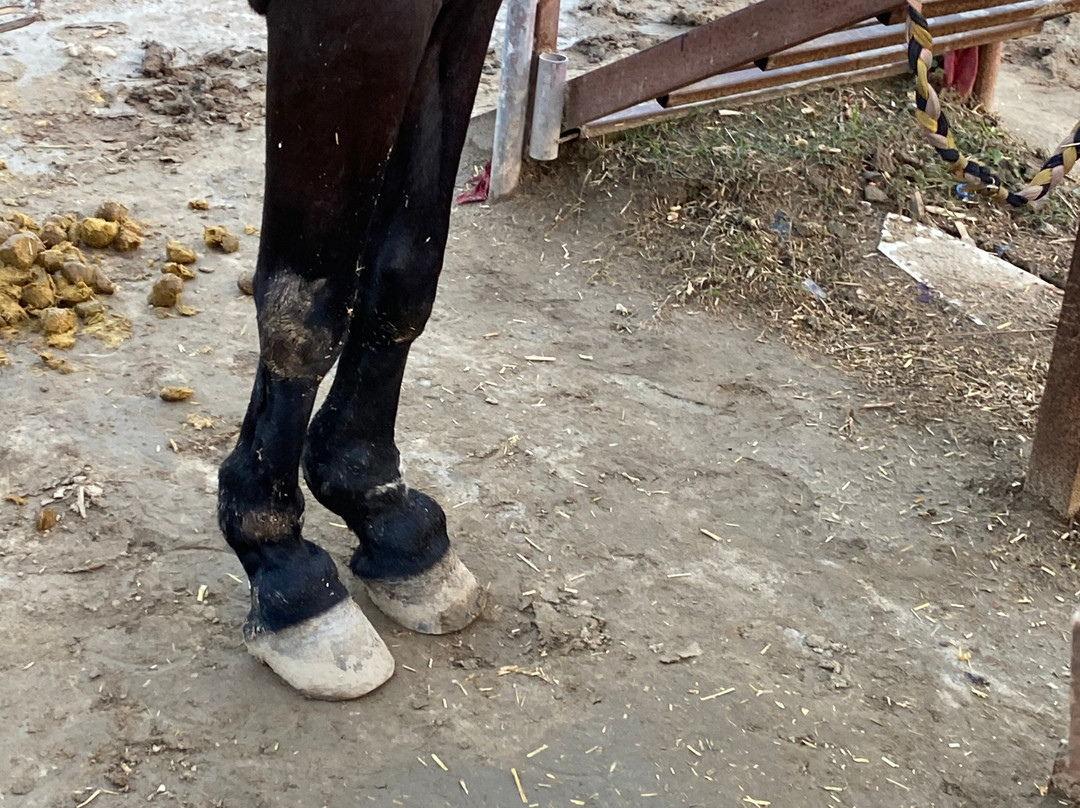 Sadda Pind-阿姆利则必去景点