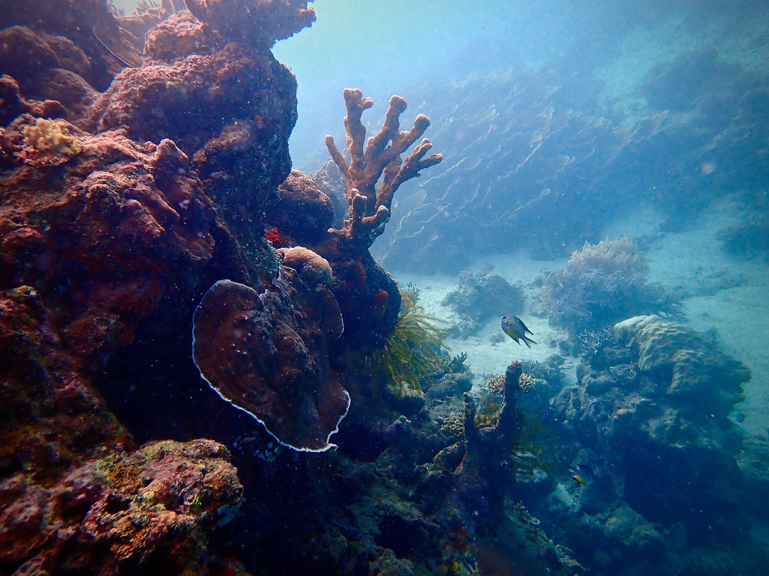 Alegria Dive Resort景点图片