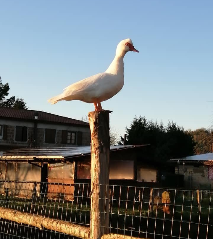 Bio Agriturismo Aia del Tufo主图