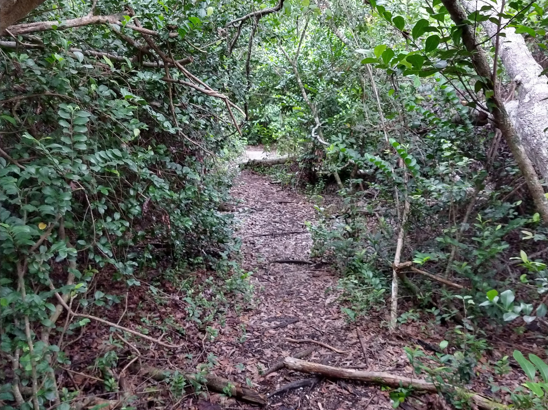 Nature Trail Tree Snail景点图片