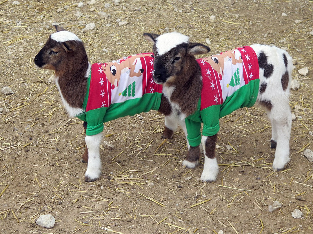 Sharkarosa Wildlife Ranch-Pilot Point必去景点