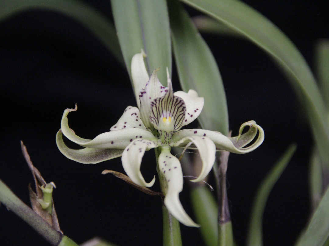 Forest of Orchids-Tenjo必去景点