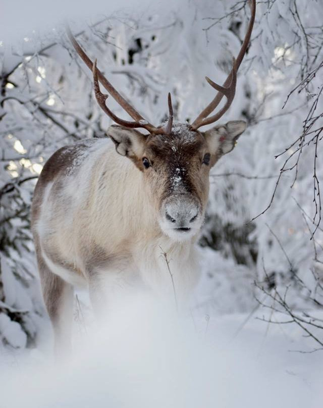 Luvattumaa - Levi-Levi必去景点
