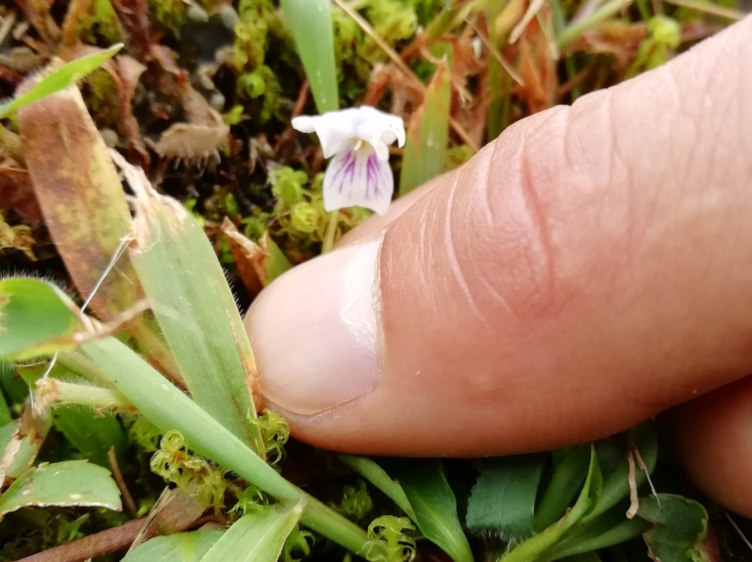 Boquete Tree Trek Mountain Resort主图