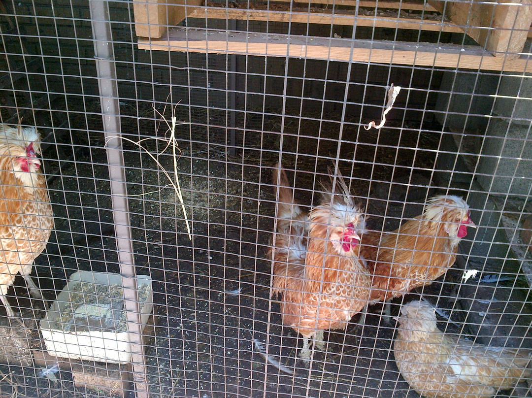 Amora Bird Park-米德尔堡必去景点