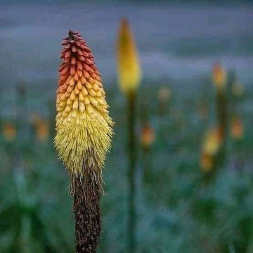 Roha lalibela free walking tour
