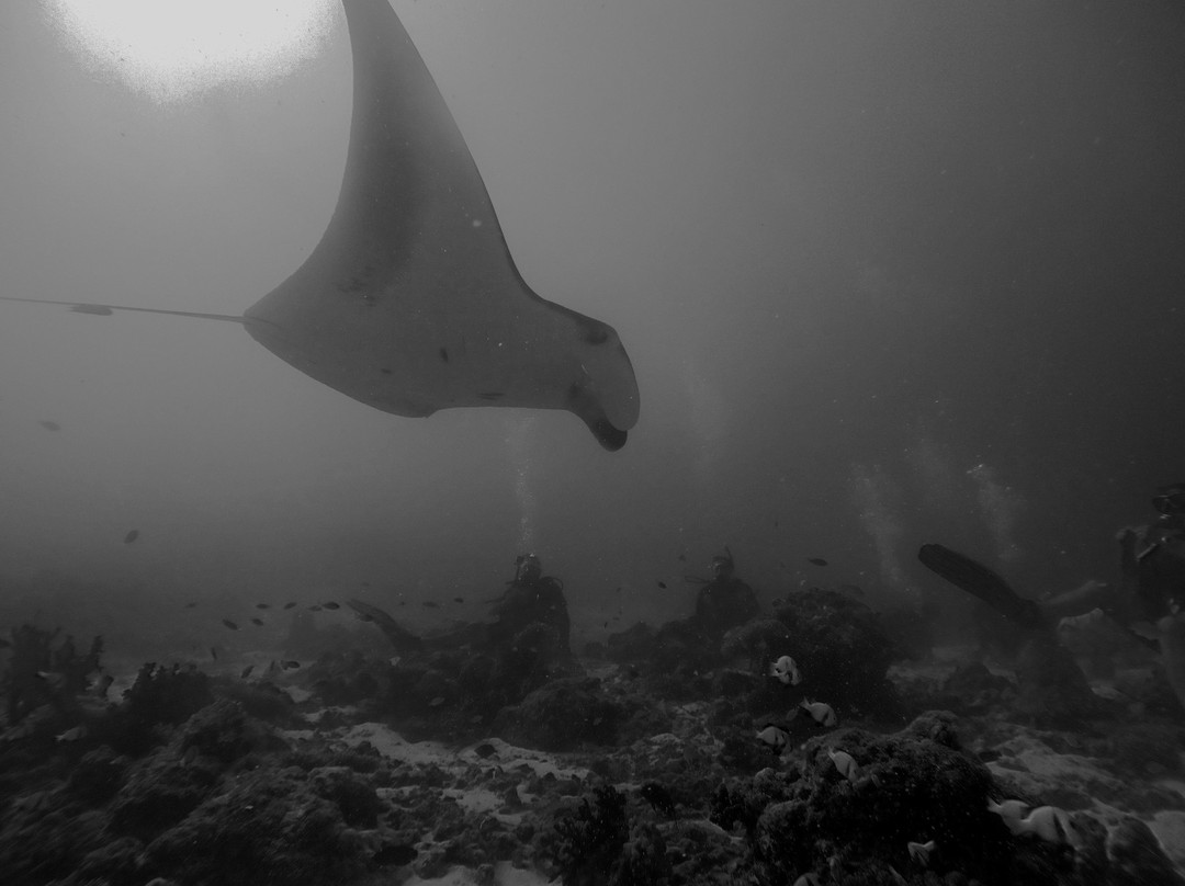Dive Ocean-Biyaadhoo Island必去景点