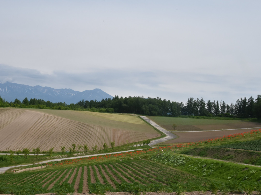Saiko no sato Sasaki Farm-中富良野町必去景点