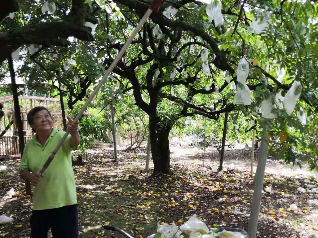 Go Chin Pomelo Nature Park景点图片