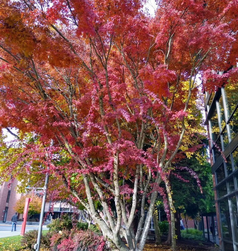 微软游客中心-雷德蒙德必去景点