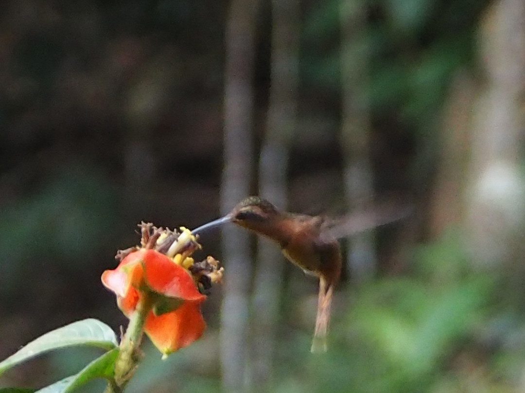 Refugio Amazonas Lodge主图