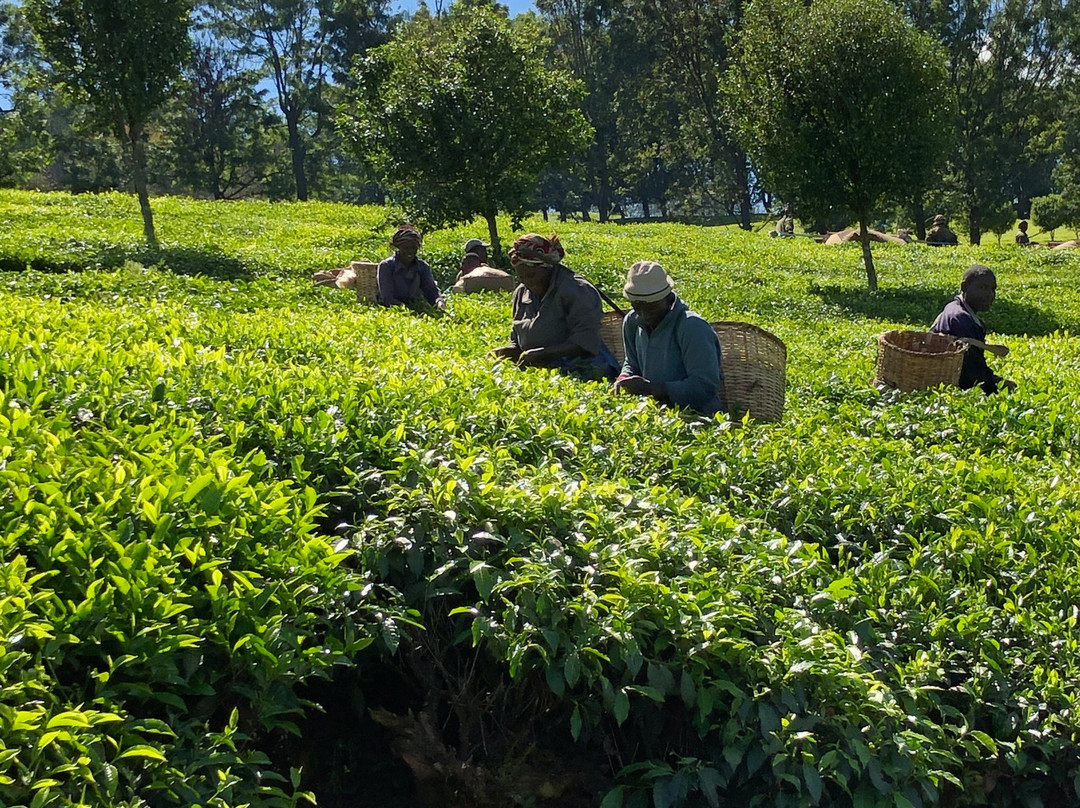 Kericho Tea Plantations景点图片
