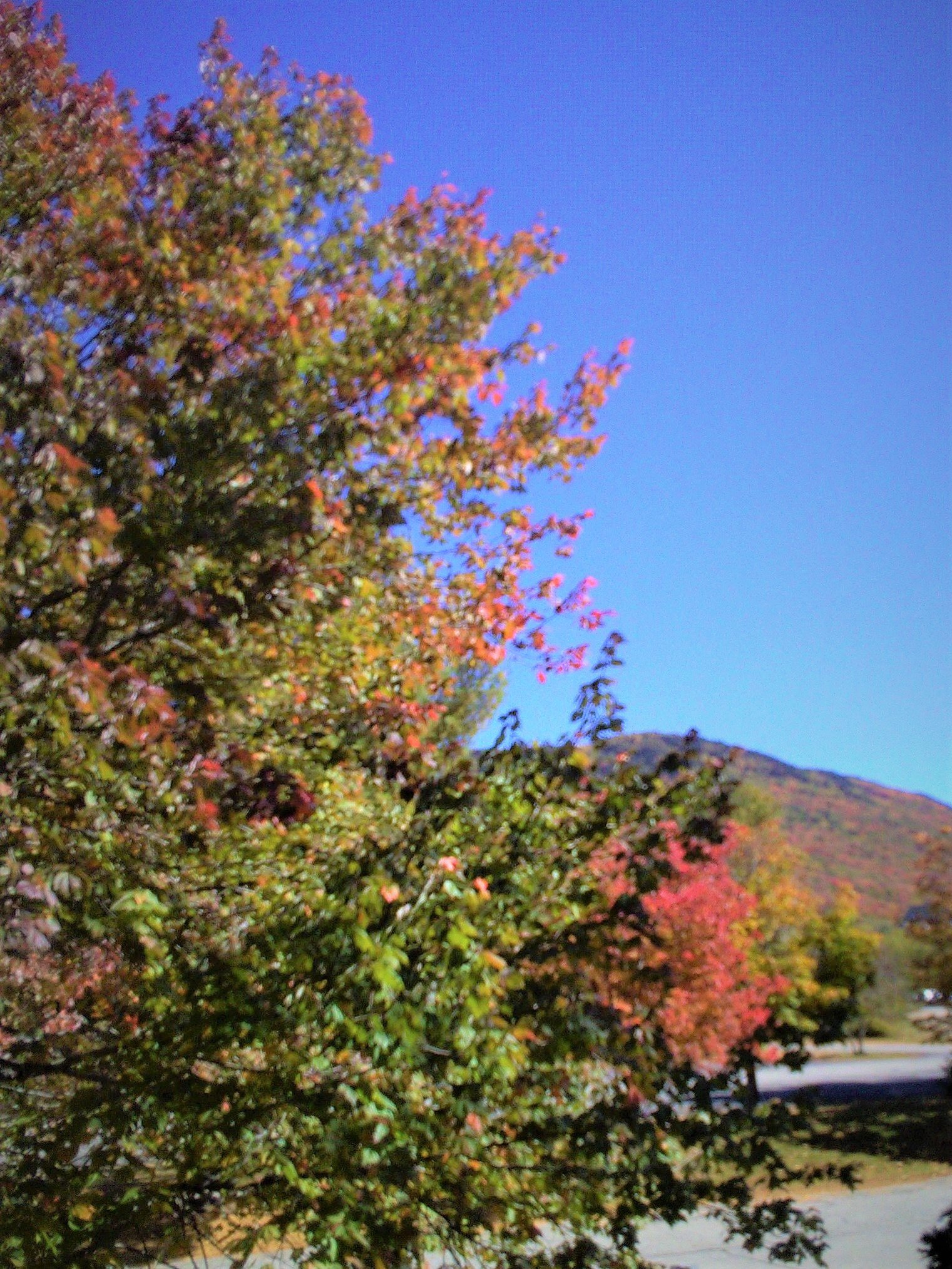 Black Bear Lodge-酒店景观