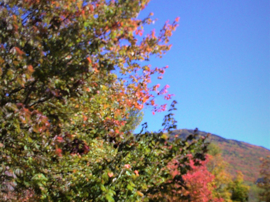 Black Bear Lodge主图